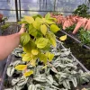 Philodendron Lemon Lime Cordatum Live Plant – 6" Pot – Indoor Vining Houseplant - Image 1