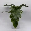 Philodendron Mayoi Live Plant – Rare Tropical Houseplant – 6 Inch Pot – Indoor - Image 1
