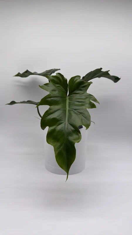 Philodendron Mayoi Live Plant – Rare Tropical Houseplant – 6 Inch Pot – Indoor - Image 2