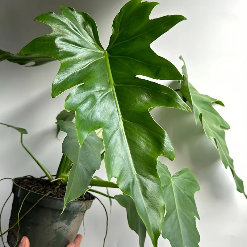 Philodendron Mayoi Live Plant – Rare Tropical Houseplant – 6 Inch Pot – Indoor Philodendron Mayoi Live Plant – Rare Tropical Houseplant – 6 Inch Pot – Indoor - Image 3