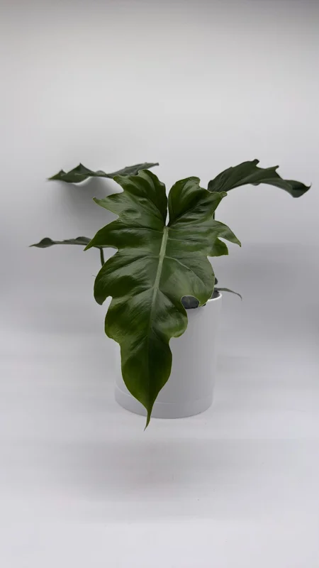 Philodendron Mayoi Live Plant – Rare Tropical Houseplant – 6 Inch Pot – Indoor Philodendron Mayoi Live Plant – Rare Tropical Houseplant – 6 Inch Pot – Indoor - Image 3