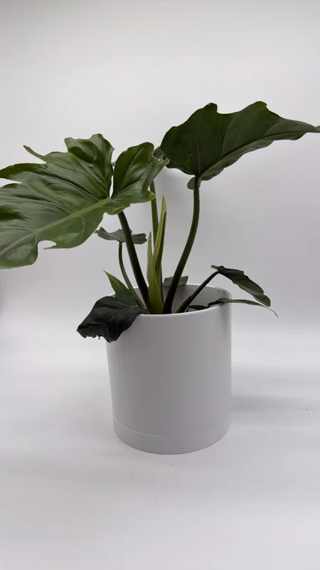Philodendron Mayoi Live Plant – Rare Tropical Houseplant – 6 Inch Pot – Indoor Philodendron Mayoi Live Plant – Rare Tropical Houseplant – 6 Inch Pot – Indoor - Image 4