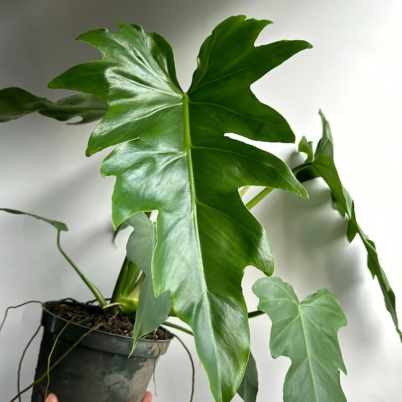 Philodendron Mayoi Live Plant – Rare Tropical Houseplant – 6 Inch Pot – Indoor Philodendron Mayoi Live Plant – Rare Tropical Houseplant – 6 Inch Pot – Indoor - Image 4