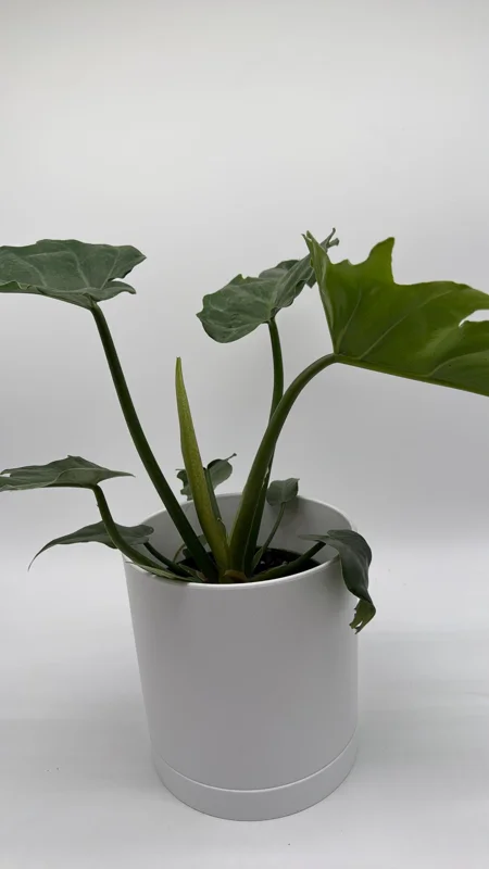 Philodendron Mayoi Live Plant – Rare Tropical Houseplant – 6 Inch Pot – Indoor Philodendron Mayoi Live Plant – Rare Tropical Houseplant – 6 Inch Pot – Indoor - Image 5