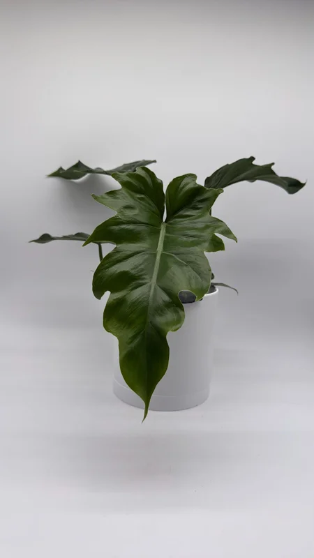 Philodendron Mayoi Live Plant – Rare Tropical Houseplant – 6 Inch Pot – Indoor Philodendron Mayoi Live Plant – Rare Tropical Houseplant – 6 Inch Pot – Indoor - Image 5