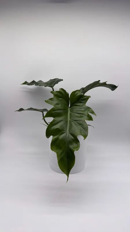 Philodendron Mayoi Live Plant – Rare Tropical Houseplant – 6 Inch Pot – Indoor Philodendron Mayoi Live Plant – Rare Tropical Houseplant – 6 Inch Pot – Indoor - Image 6