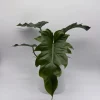 Philodendron Mayoi Live Plant – Rare Tropical Houseplant – 6 Inch Pot – Indoor Philodendron Mayoi Live Plant – Rare Tropical Houseplant – 6 Inch Pot – Indoor - Image 1