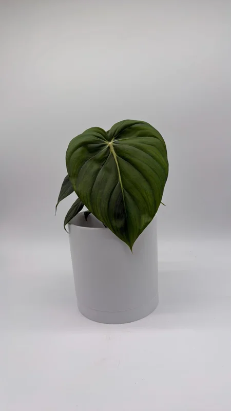 Philodendron McDowell Live Plant – Rare Tropical Houseplant – 6 Inch Pot – Indoor - Image 2