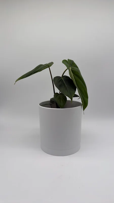 Philodendron McDowell Live Plant – Rare Tropical Houseplant – 6 Inch Pot – Indoor Philodendron McDowell Live Plant – Rare Tropical Houseplant – 6 Inch Pot – Indoor - Image 3