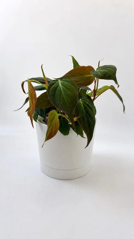 Philodendron Micans Live Plant – Trailing Houseplant – 4 inch Pot – Indoor - Image 2