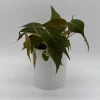 Philodendron Micans Live Plant – Trailing Houseplant – 4 inch Pot – Indoor - Image 1