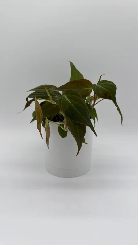 Philodendron Micans Live Plant – Trailing Houseplant – 4 inch Pot – Indoor - Image 1