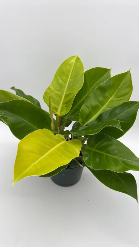 Philodendron Moonlight Live Plant – Neon Green Foliage – 6 inch Pot – Indoor - Image 2