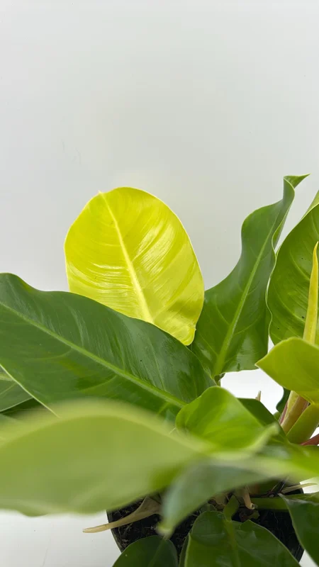 Philodendron Moonlight Live Plant – Neon Green Foliage – 6 inch Pot – Indoor - Image 1