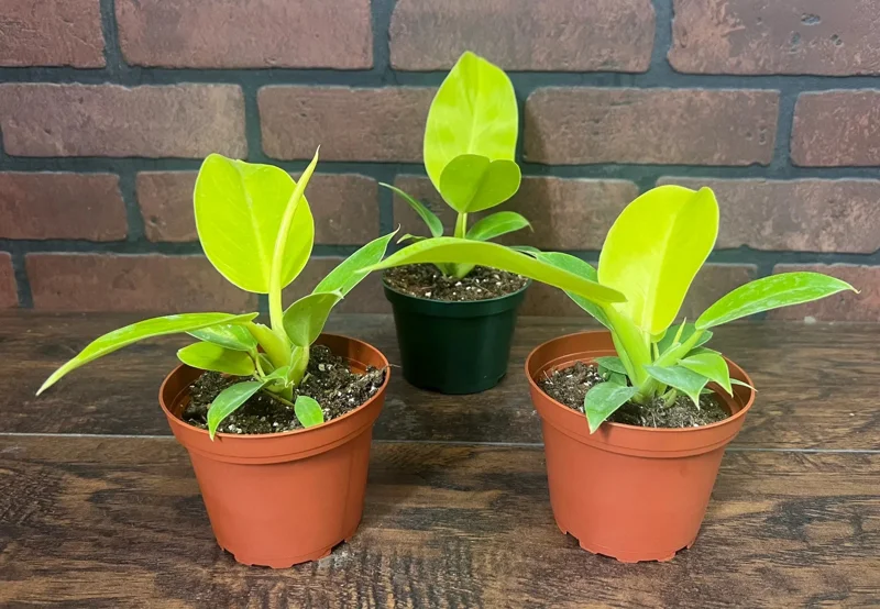 Philodendron Moonlight Live Plant – Tropical Houseplant – 6 inch Pot – Indoor/Outdoor Philodendron Moonlight Live Plant – Tropical Houseplant – 6 inch Pot – Indoor/Outdoor - Image 3