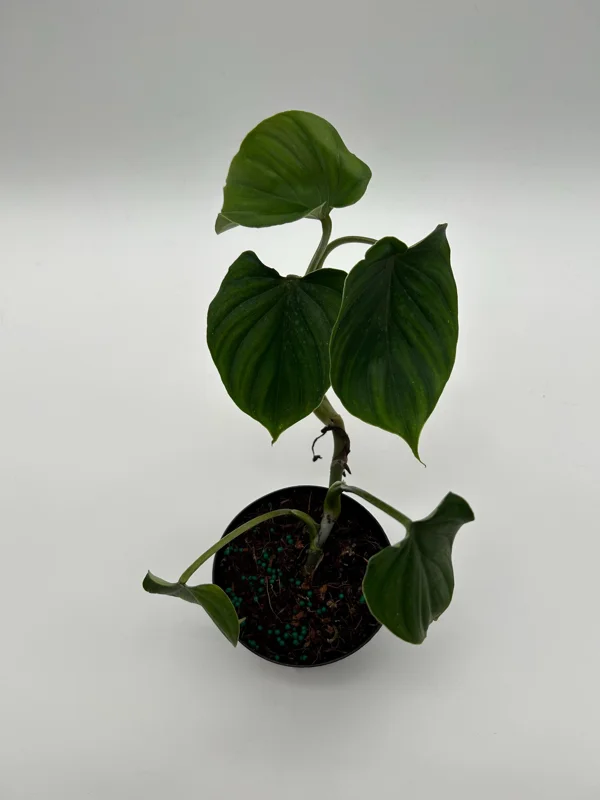 Philodendron Plowmanii Live Plant – 4 inch Pot – Indoor Aroid - Image 2