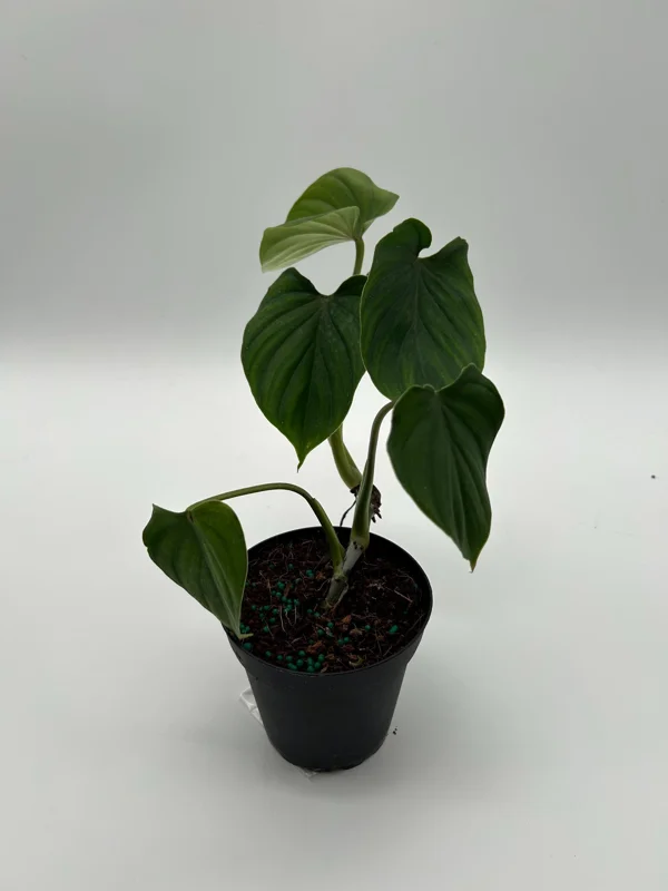 Philodendron Plowmanii Live Plant – 4 inch Pot – Indoor Aroid Philodendron Plowmanii Live Plant – 4 inch Pot – Indoor Aroid - Image 3