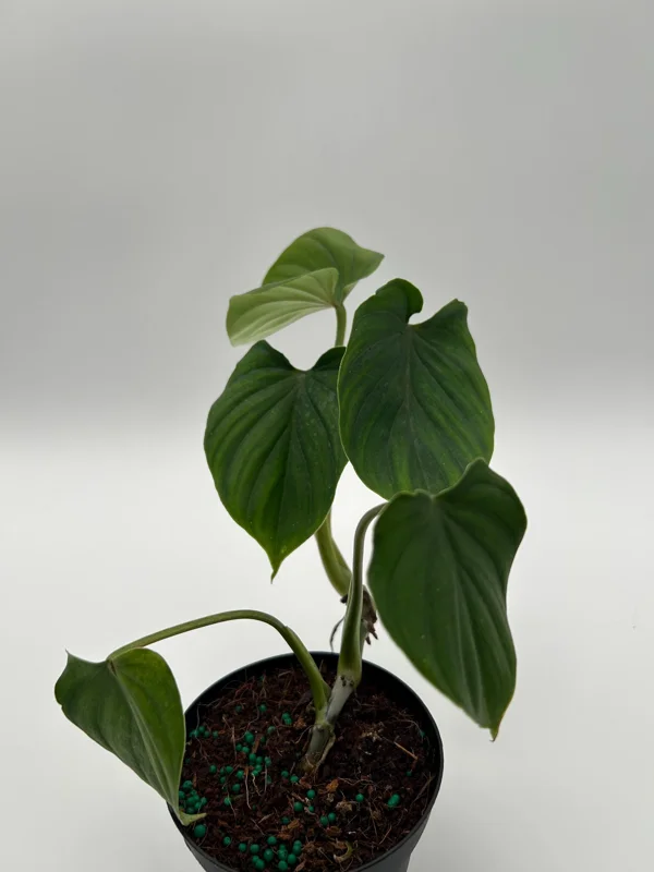 Philodendron Plowmanii Live Plant – 4 inch Pot – Indoor Aroid Philodendron Plowmanii Live Plant – 4 inch Pot – Indoor Aroid - Image 4