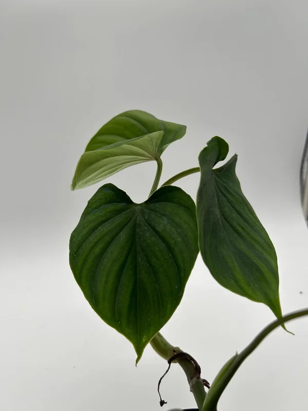 Philodendron Plowmanii Live Plant – 4 inch Pot – Indoor Aroid - Image 1