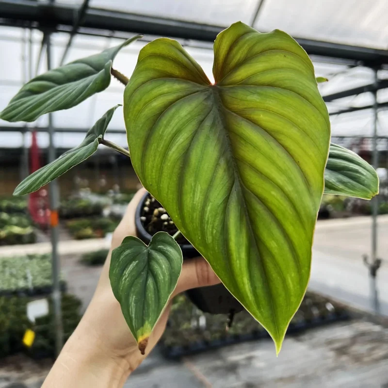Philodendron Plowmanii Live Plant – Rare Tropical Aroid – 4 inch Pot – Indoor Climbing Plant Philodendron Plowmanii Live Plant – Rare Tropical Aroid – 4 inch Pot – Indoor Climbing Plant - Image 3