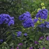Phlox 'Blue Paradise' Tall Garden Phlox – Perennial Live Plant – Outdoor Phlox 'Blue Paradise' Tall Garden Phlox – Perennial Live Plant – Outdoor - Image 1
