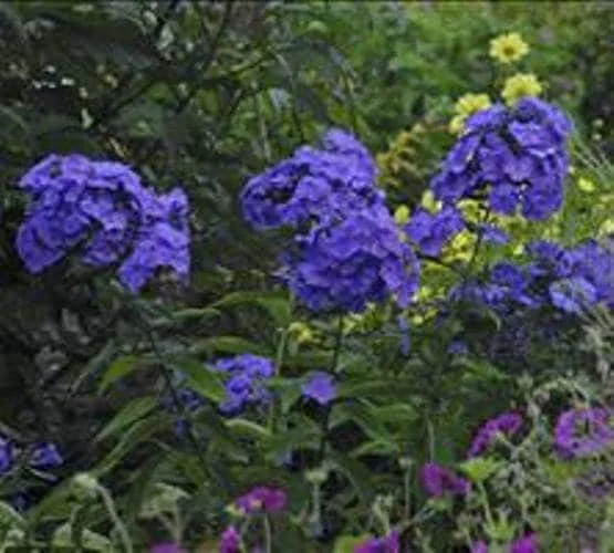 Phlox 'Blue Paradise' Tall Garden Phlox – Perennial Live Plant – Outdoor - Image 1