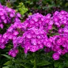 Phlox 'Dream Girl' Tall Garden Phlox – Perennial Live Plant – Outdoor Flower Phlox 'Dream Girl' Tall Garden Phlox – Perennial Live Plant – Outdoor Flower - Image 1