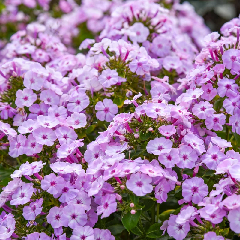 Phlox 'Fancy Girl' Tall Garden Phlox Live Plant - Perennial Flower - Image 2