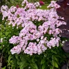 Phlox 'Fancy Girl' Tall Garden Phlox Live Plant - Perennial Flower Phlox 'Fancy Girl' Tall Garden Phlox Live Plant - Perennial Flower - Image 1