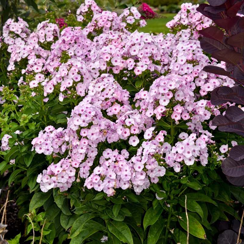 Phlox 'Fancy Girl' Tall Garden Phlox Live Plant - Perennial Flower - Image 1