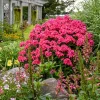 Phlox 'Glamour Girl' Tall Garden Phlox – Perennial Live Plant – Outdoor Phlox 'Glamour Girl' Tall Garden Phlox – Perennial Live Plant – Outdoor - Image 1