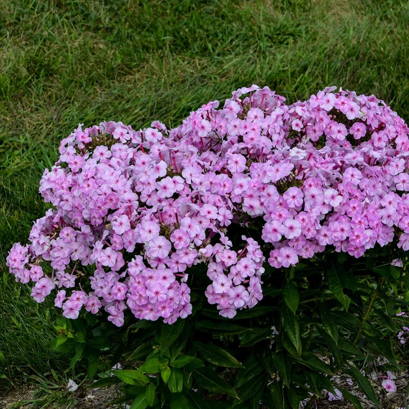 Phlox 'Uptown Girl' Tall Garden Perennial Plant Outdoor - Image 2
