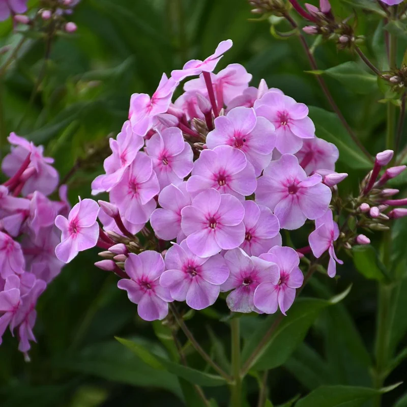 Phlox 'Uptown Girl' Tall Garden Perennial Plant Outdoor - Image 1