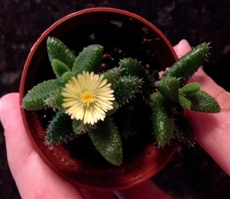 Pickle Plant Delosperma Echinatum Live Succulent – Unique Ice Plant for Indoors/Outdoors - Image 2