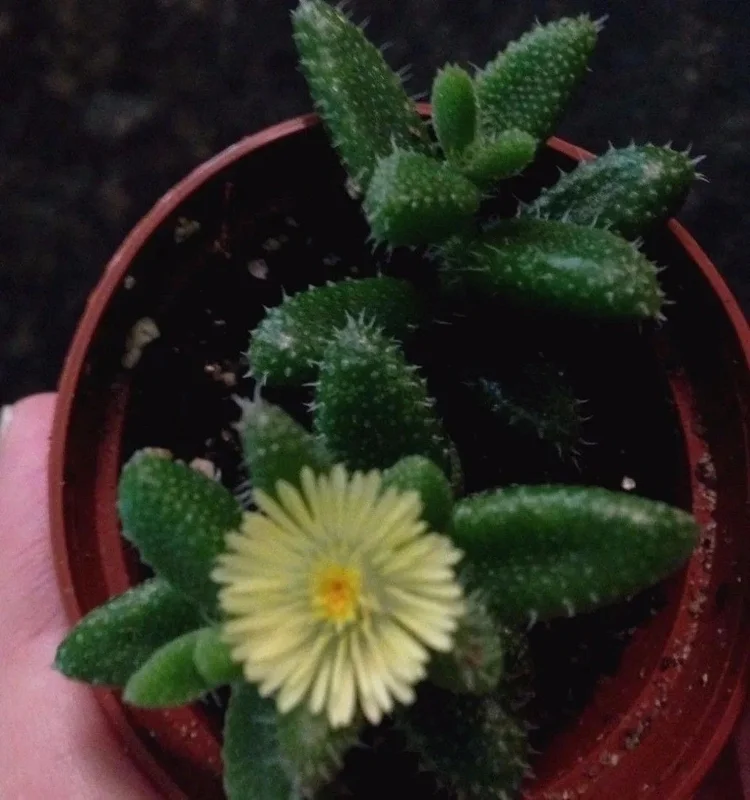 Pickle Plant Delosperma Echinatum Live Succulent – Unique Ice Plant for Indoors/Outdoors - Image 1