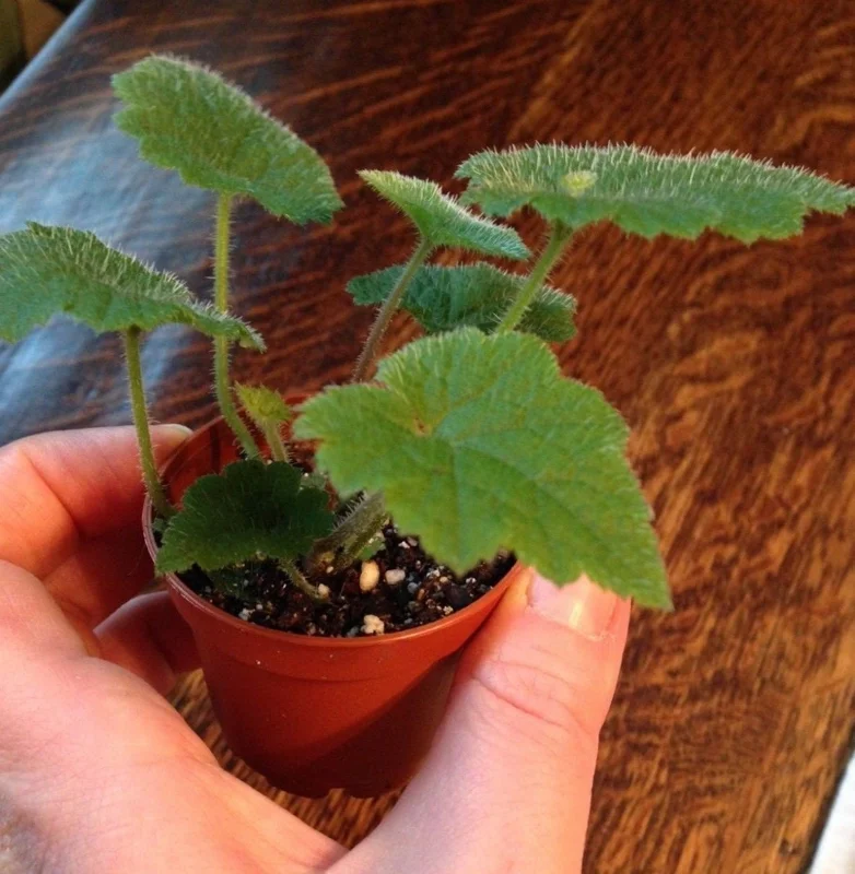 Piggyback Plant Live Plant – Tolmiea Menziesii – Easy Care Houseplant Piggyback Plant Live Plant – Tolmiea Menziesii – Easy Care Houseplant - Image 3
