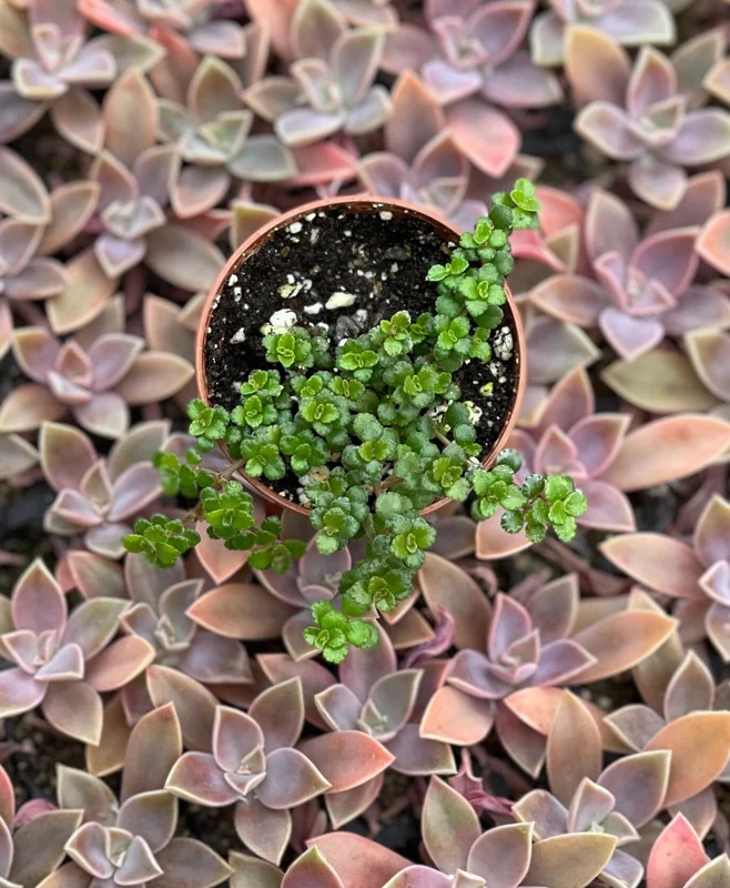 Pilea Depressa Minima Live Plant – Baby Tears Houseplant – Compact Indoor Pilea Depressa Minima Live Plant – Baby Tears Houseplant – Compact Indoor - Image 3