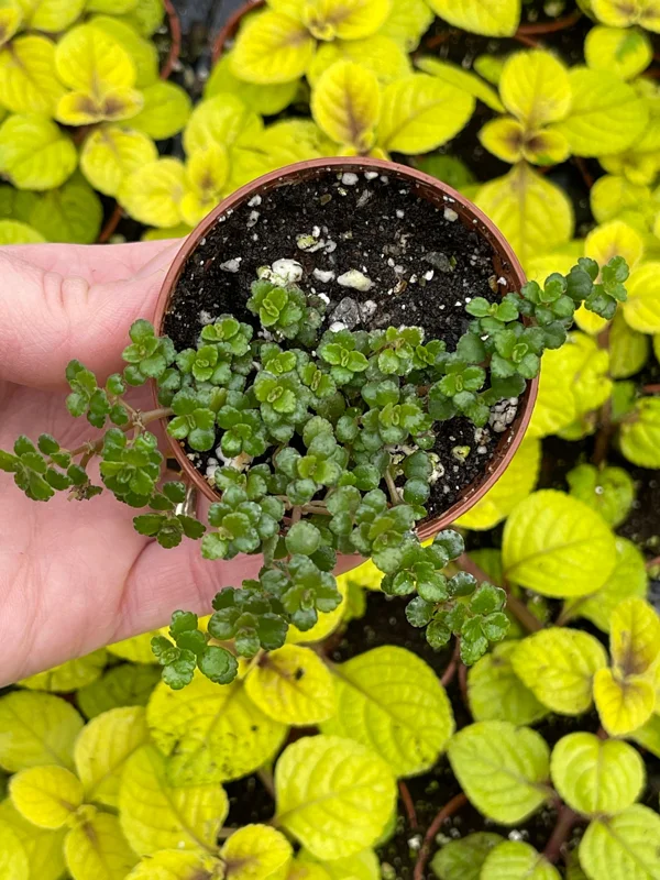 Pilea Depressa Minima Live Plant – Baby Tears Houseplant – Compact Indoor Pilea Depressa Minima Live Plant – Baby Tears Houseplant – Compact Indoor - Image 4