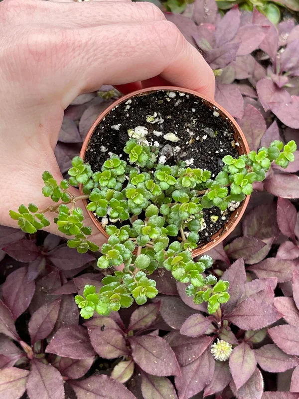 Pilea Depressa Minima Live Plant – Baby Tears Houseplant – Compact Indoor Pilea Depressa Minima Live Plant – Baby Tears Houseplant – Compact Indoor - Image 5