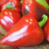 Pimento Elite Sweet Pepper Live Plants - 3 Pack, Vegetative Stage, Red Peppers - Image 1
