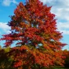 Pin Oak Tree Live Plant – 12-18 inch Tall, Vibrant Fall Color, Deciduous Shade Tree - Image 1