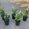 Pineapple Guava Live Plant 1 Gallon Pot - Edible Fruit & Fragrant Flowers - Image 1