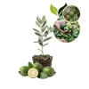 Pineapple Guava Live Starter Plant 4-6 Inch Tall – Feijoa Fruit Shrub - Image 1
