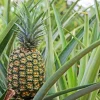 Pineapple Plant 'Sugar Loaf' Live Plant - Indoor & Outdoor Pineapple Plant 'Sugar Loaf' Live Plant - Indoor & Outdoor - Image 1