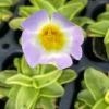 Pinguicula primuliflora Butterwort Carnivorous Live Plant – 2.5" Pot – Indoor Pinguicula primuliflora Butterwort Carnivorous Live Plant – 2.5" Pot – Indoor - Image 1