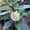 Pink Daphne Live Plant – Fragrant Evergreen Shrub – 1 Gallon Pot - Image 1