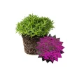 Pink Delosperma Live Plug - Succulent Groundcover Plant for Outdoor Gardens & Pots - Image 1