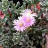 Pink Ice Plant (Oscularia Deltoides) Live Succulent – Outdoor Groundcover - Image 1
