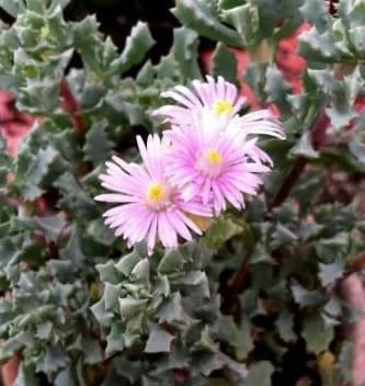 Pink Ice Plant (Oscularia Deltoides) Live Succulent – Outdoor Groundcover - Image 1