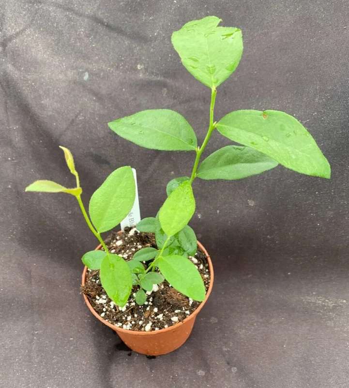 Pink Lemonade Blueberry Live Plant – 3 inch Pot – Sweet Pink Berries - Image 2